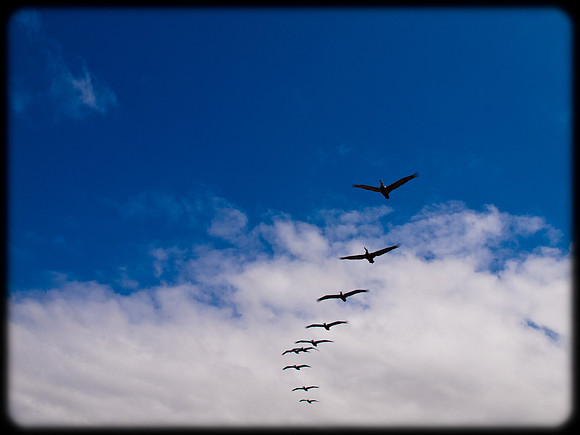 Freedom
