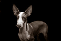 Puppy Photography, Puppy Love, Dogs, Pet portraits
