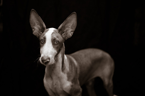 Puppy Photography, Puppy Love, Dogs, Pet portraits