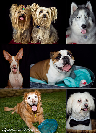 Portrait Photography, Pet Photography
