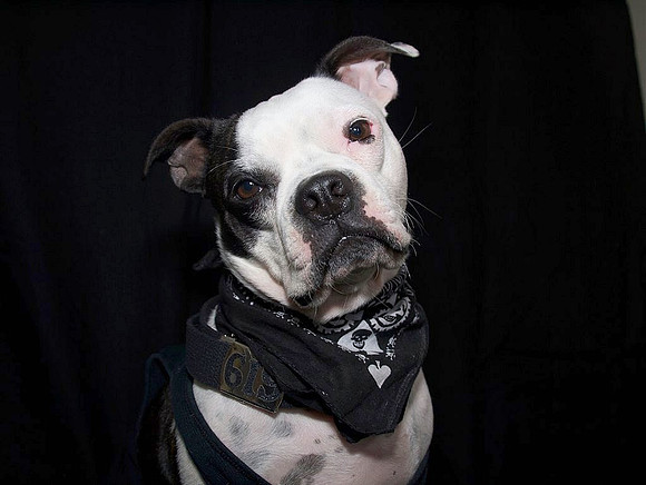 Halloween 09-Gangster Kaos