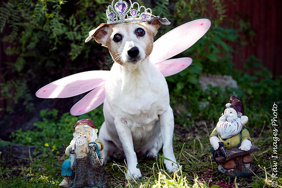 Fancy, Dog portrait photography, Cute dogs, Jack Russels, Second chance dog rescue