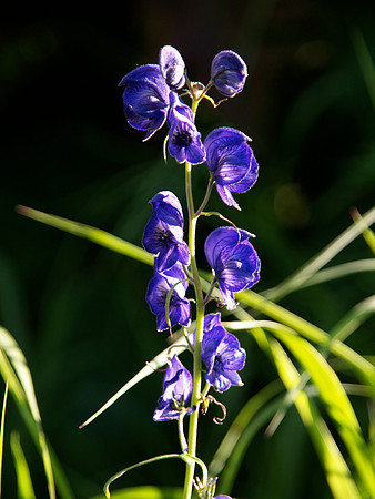 Purple flower