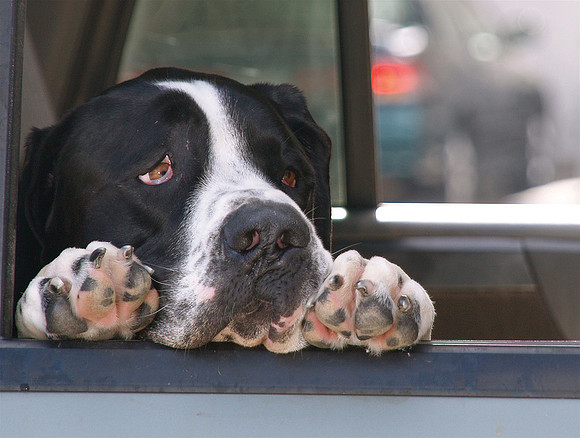 Bored Dog
