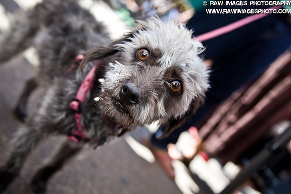 Portrait Photography, Pet photography