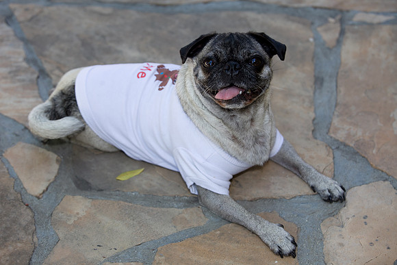 Pet Portraits