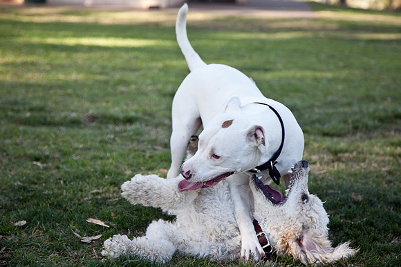 Portrait Photography, Pet photography